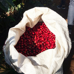 Guatemala | Alma - Quills Coffee